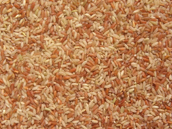 Red White Color Raw Whole Rajamudi Rice — Stock Photo, Image