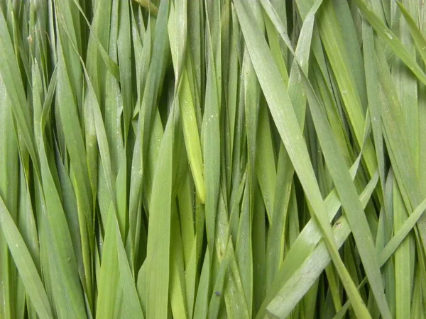 Зелений Колір Сирий Ціла Свіжа Пшенична Трава — стокове фото