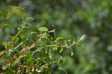 Yumuşak odak ile yeşil tonlarda yeşil tonları ve su damlaları ile doğal arka plan.
