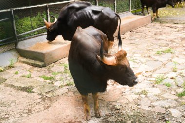 KERALA, INDIA - SEPTEMBER 08, 2019: Thiruvananthapuram Hayvanat Bahçesi veya Zooloji Parkı 'nda ot yiyen Hint bizonları veya vahşi Gaur.