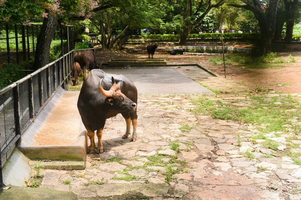 Kerala India - 07 Eylül 2019: Thiruvananthapuram Hayvanat Bahçesi veya Zooloji Parkı 'nda ot yiyen Hint bizonu veya vahşi Gaur.