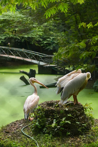 Kerala India - 07 Eylül 2019: Thiruvananthapuram Hayvanat Bahçesi veya Zooloji Parkı 'ndaki büyük beyaz pelikan su kuşları.