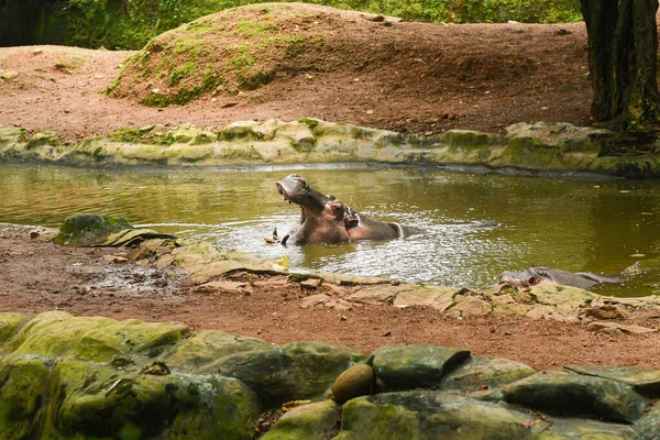 Kerala India - 07 Eylül 2019: Thiruvananthapuram Hayvanat Bahçesi veya Zooloji Parkı 'nda su banyosu ve içme suyu yapan Hippopotamus Nehri.