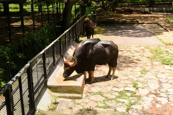Kerala India - 07 Eylül 2019: Thiruvananthapuram Hayvanat Bahçesi veya Zooloji Parkı 'nda ot yiyen Hint bizonu veya vahşi Gaur.