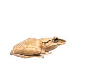 Küçük bir kurbağa ya da kurbağa izole edilmiş beyaz arkaplan
