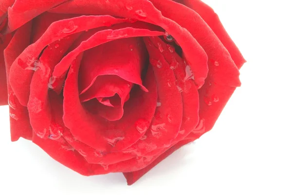 Rosas Vermelhas Fundo Branco Isolado Dia Dos Namorados — Fotografia de Stock