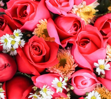 Kırmızı gül basit arkaplan