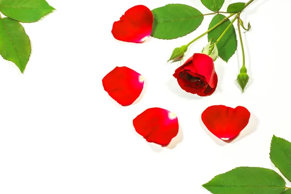 Vermelho Rosa Isolado Fundo Branco — Fotografia de Stock