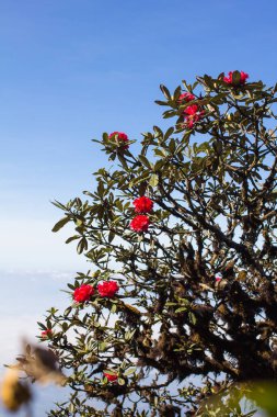 Chiang Mai Tayland 'da Rododendron Mikro Çiçeği Doi Inthanon.