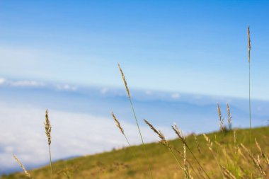 Çimenler ve dağlar Doğal arka plan