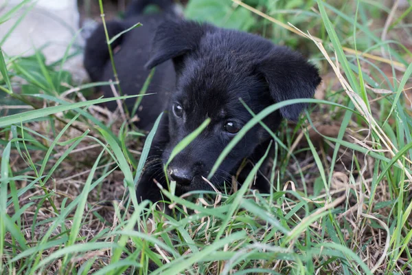 Nero Cane Sonno Guardare Avanti — Foto Stock