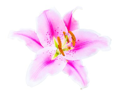 Pembe zambak çiçeği izole edilmiş beyaz arkaplan