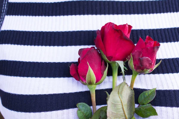 Camisa Fundo Rosa Listrado Preto Branco — Fotografia de Stock