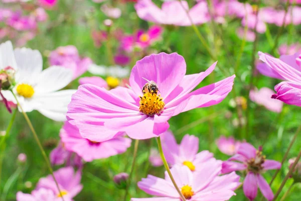 Μέλισσες Συλλάβει Γύρη Λουλούδι Cosmos Φυσικό Υπόβαθρο — Φωτογραφία Αρχείου
