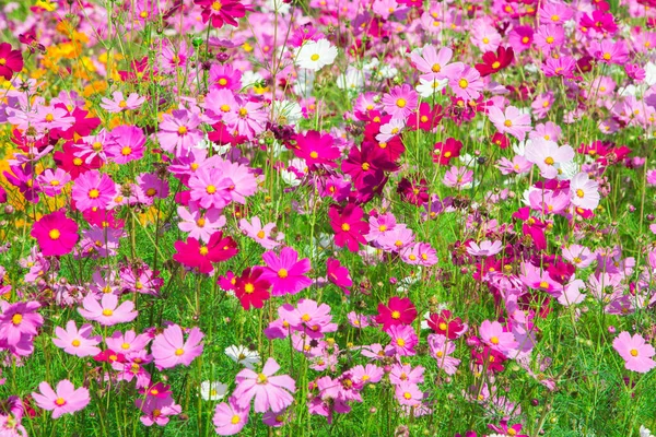 Cosmos Flores Jardim Fundo Natural — Fotografia de Stock