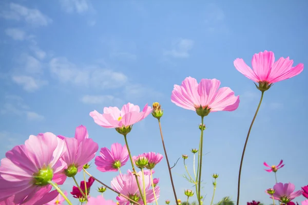 Cosmos Λουλούδια Στον Κήπο Και Μπλε Ουρανό Φυσικό Υπόβαθρο — Φωτογραφία Αρχείου