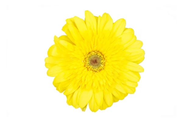 Gerbera Flower Isolated White Background — Stock Photo, Image
