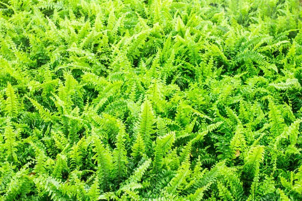 Fern tree simple Background.