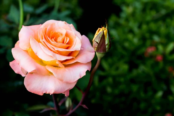 Rosa Arancione Sfondo Semplice — Foto Stock