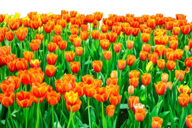 Laleler izole edilmiş beyaz arkaplan.