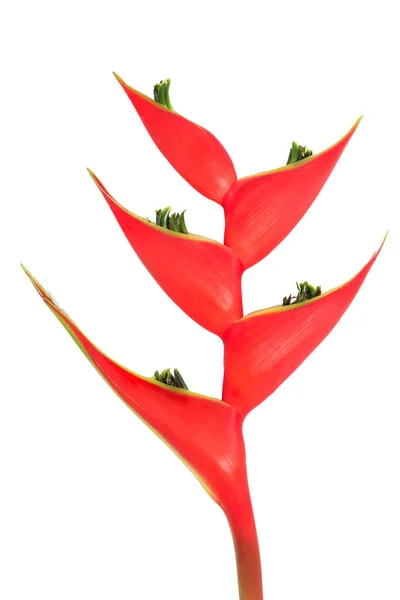 Heliconia Květina Izolované Bílé Pozadí — Stock fotografie