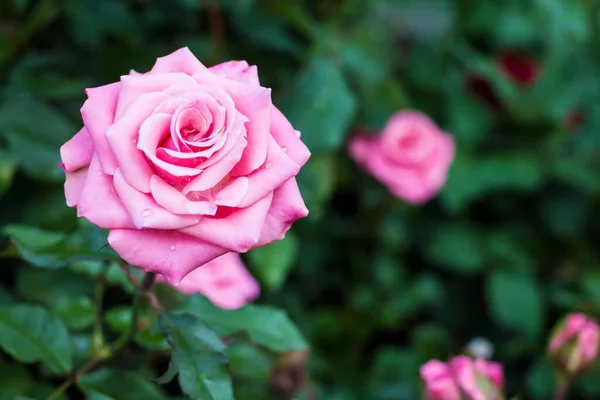 Bella Rosa Rosa Sfondo — Foto Stock
