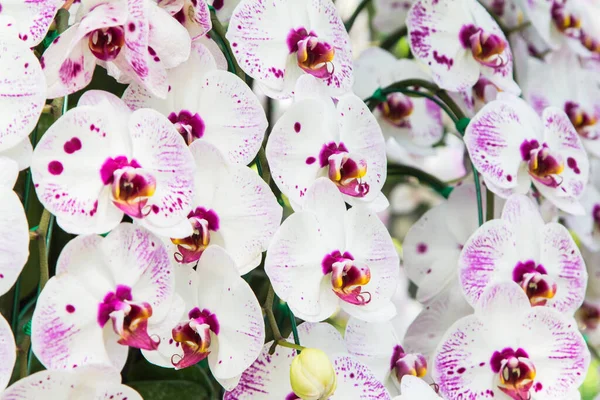 Orquídeas Blancas Flor Garden Beautiful — Foto de Stock