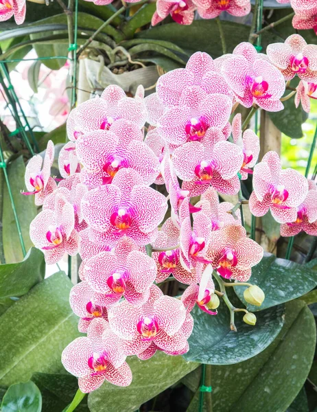 Orquídeas Rosadas Flor Garden Beautiful — Foto de Stock