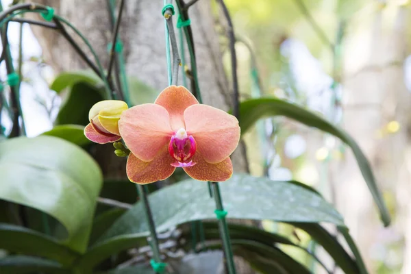 Orquídea Jardín Belleza Natural — Foto de Stock