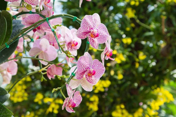 Orquídea Jardín Belleza Natural — Foto de Stock