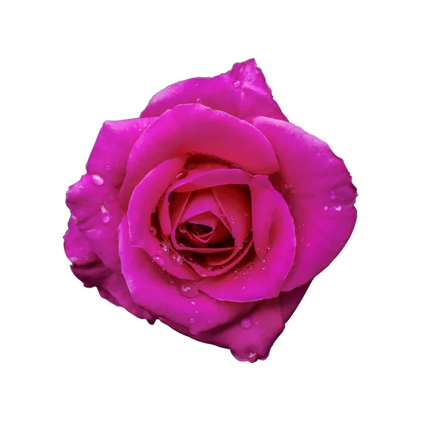 Rosa Rose Isoliert Weißen Hintergrund — Stockfoto