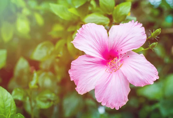 Fiore Rosa Ibisco Giardino Con Sfondo Tramonto — Foto Stock