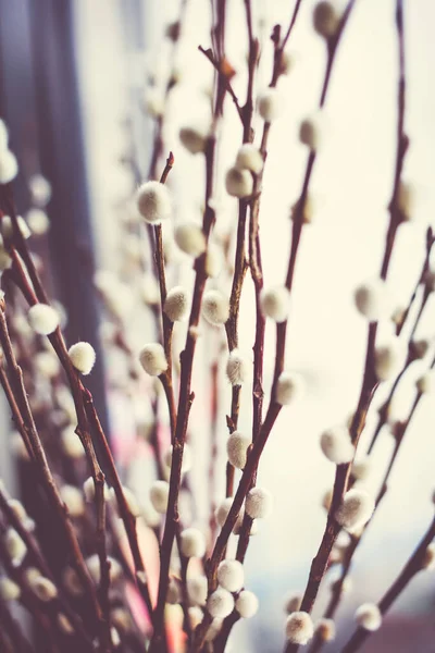 Flowers Pussie Vintage Tone Background — Stock Photo, Image