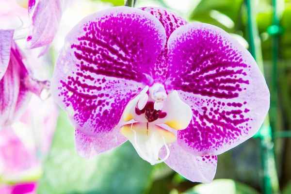 花园背景下的紫色兰花 — 图库照片