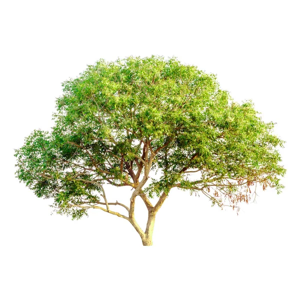 Büyük Ağaç Izole Edilmiş Beyaz Arkaplan — Stok fotoğraf