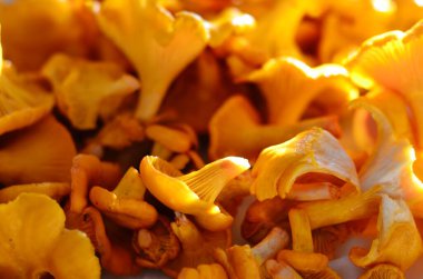 Masanın üzerinde Chanterelle mantarları yatıyor.