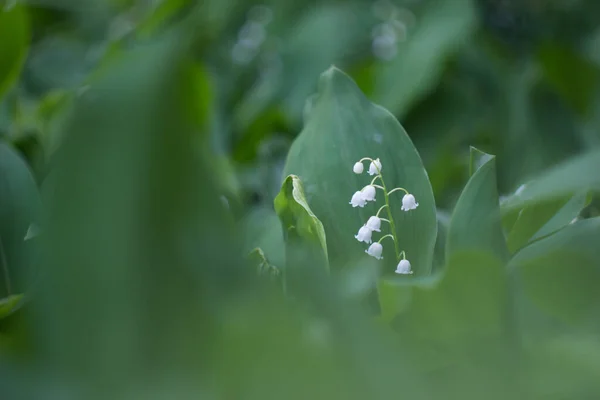 Natura Pulpicie Biała Lilia Doliny Wśród Zieleni — Zdjęcie stockowe