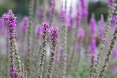 Dekoratif lavanta çiçekleri, bulanık arkaplan, güzel mor arka plan, yakın plan.