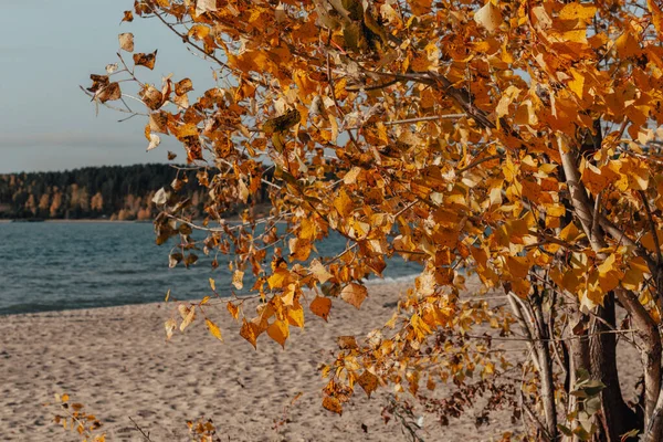 Plajda Sonbahar Denizin Arka Planında Sarı Yapraklar Olan Ağaç Kumda — Stok fotoğraf