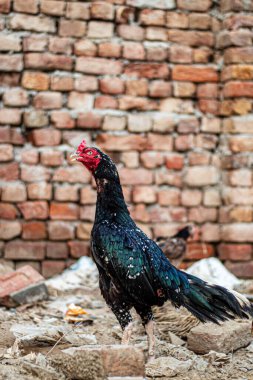 Çiftlikteki horoz aseel