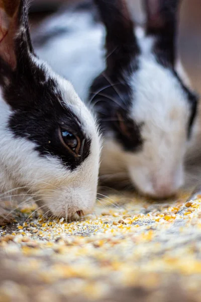 Bahçede birlikte yemek yiyen iki tavşan.