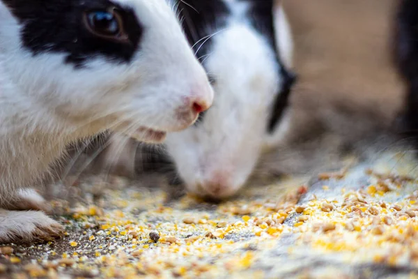 Bahçede birlikte yemek yiyen iki tavşan.