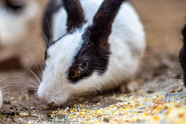 Bahçede birlikte yemek yiyen iki tavşan.