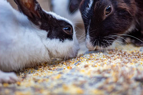 Bahçede birlikte yemek yiyen iki tavşan.