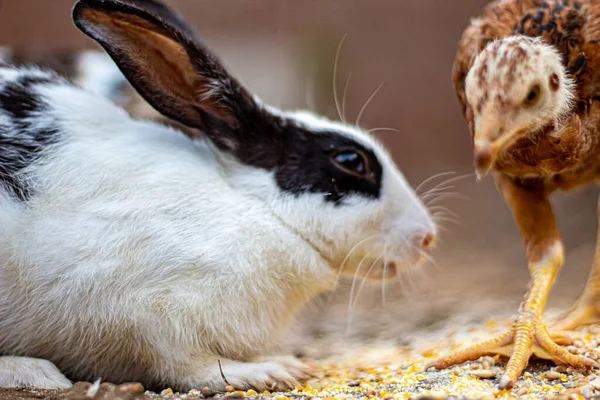Tavşan ve kız portresi