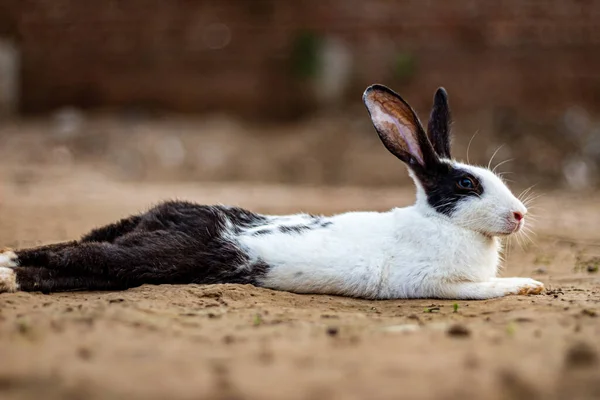 Siyah ve beyaz tavşanlar bir çiftlikte yerde dinleniyorlar.