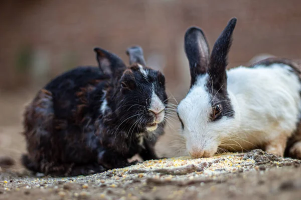 Bahçede birlikte yemek yiyen iki tavşan.