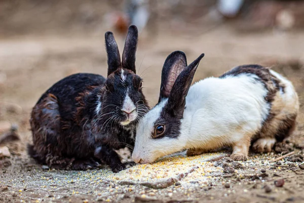 Bahçede birlikte yemek yiyen iki tavşan.