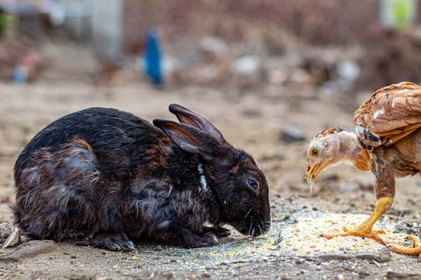 Kahverengi tavşan ve civciv gerçek dostluğu gösteren yemekleri birlikte yerler.