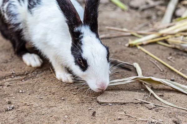 Yerde yiyecek arayan sevimli bir tavşan.